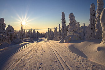 Sunlit cross-country ski trail through snowy winter forest