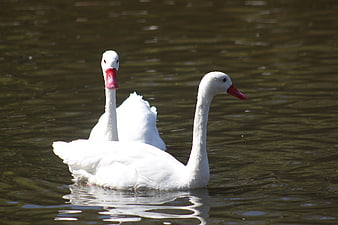 Two white swans swimming in a lake