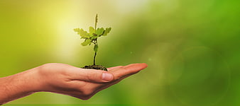 Hand holding small oak sapling with green blurred background