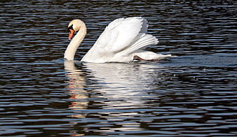 Mute Swan Swimming on Dark Water with Reflection