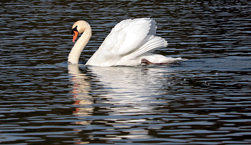 Mute Swan Swimming on Dark Water with Reflection