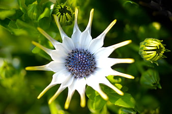 Close-up of White Osteospermum Flower with Blue Center