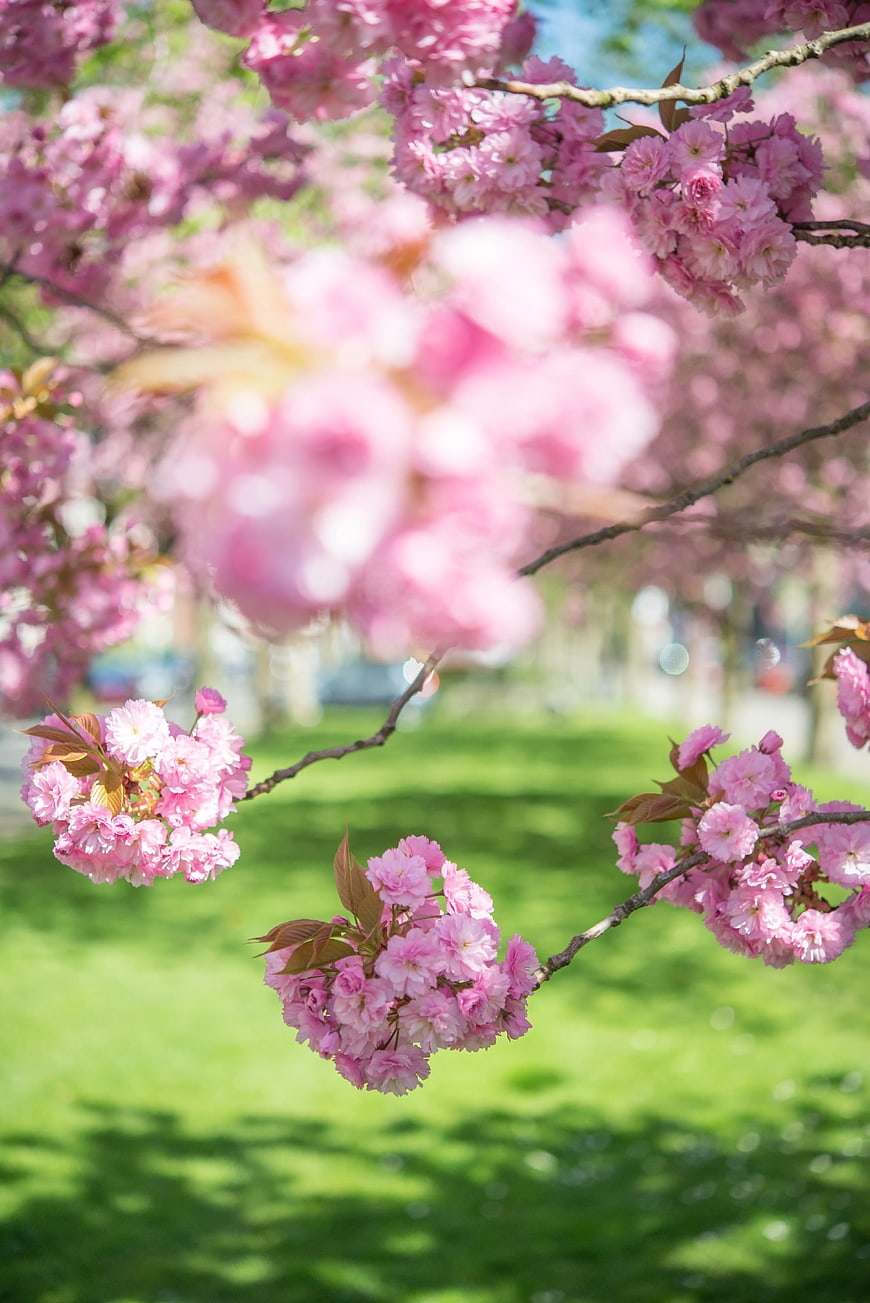Pink Cherry Blossoms on Branches in Spring Park