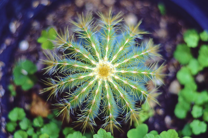 Top View of Small Golden Spined Cactus in Pot