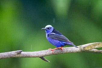 Vibrant Blue Bird Perched on Branch in Forest