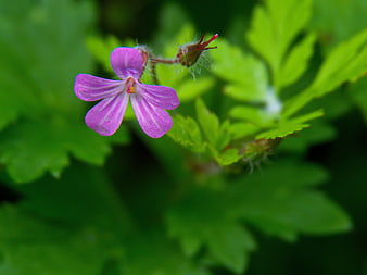 Close-up of a delicate pink wildflower with green leaves