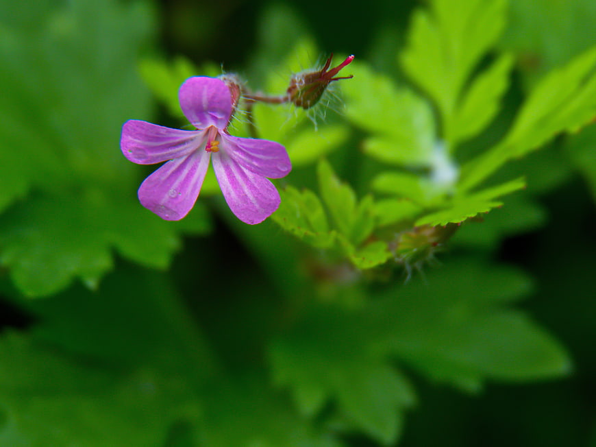 Close-up of a delicate pink wildflower with green leaves