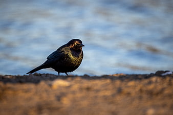 Close-up of a Common Grackle Bird Perched on Shore