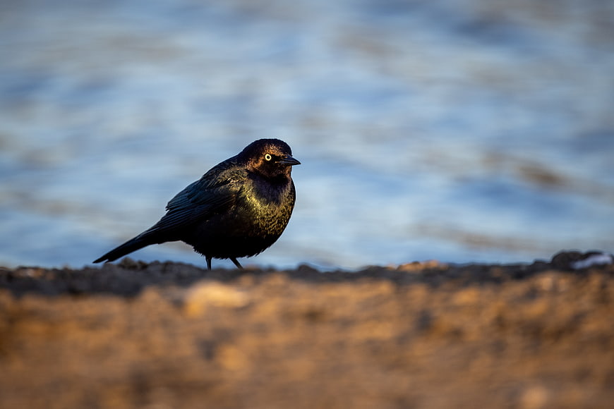 Close-up of a Common Grackle Bird Perched on Shore
