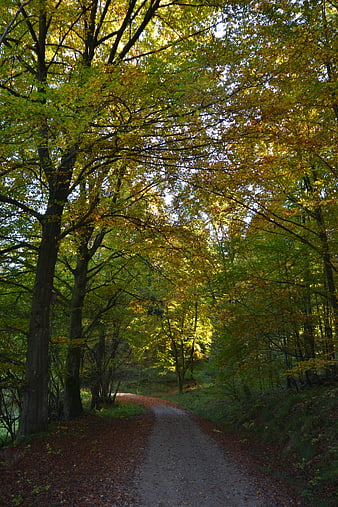 Sunlit Forest Path in Autumn with Golden Leaves