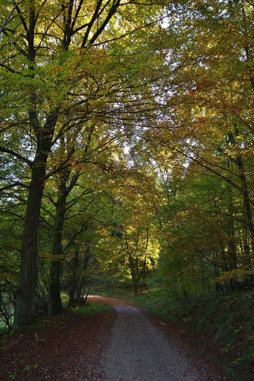 Sunlit Forest Path in Autumn with Golden Leaves