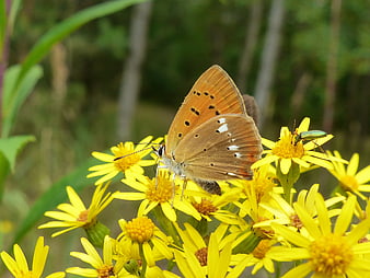 Copper butterfly on yellow wildflowers in summer garden