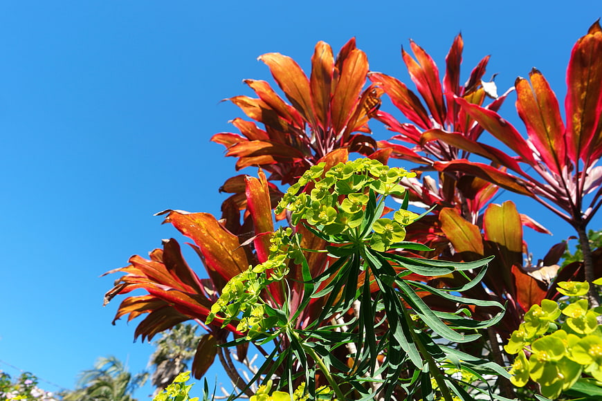 Vibrant Red Croton and Green Euphorbia Against Blue Sky
