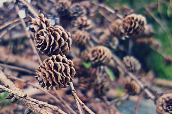 Close-up of brown pine cones on a branch in autumn forest