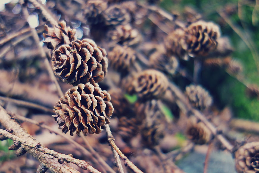 Close-up of brown pine cones on a branch in autumn forest