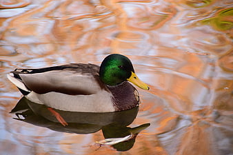 Male Mallard Duck Swimming in Autumn Water