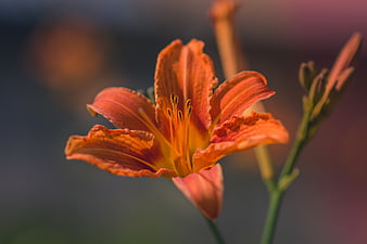 Close-up of vibrant orange daylily flower with blurred background