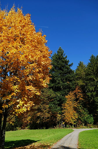 Golden Autumn Tree and Winding Path in Forest