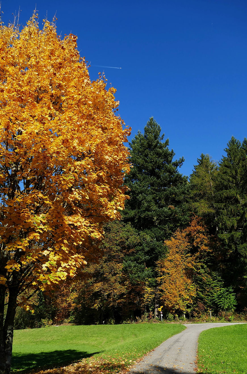 Golden Autumn Tree and Winding Path in Forest