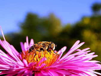 Close-up of a Hoverfly on a Pink Aster Flower