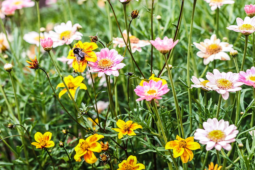 Bee Pollinating Yellow and Pink Wildflowers in Garden