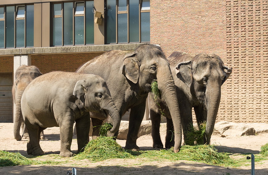 Asian elephants eating hay in a zoo enclosure