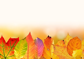 Colorful Autumn Leaves Border on Soft Bokeh Background
