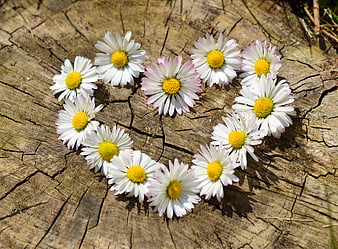 White daisies arranged in a heart shape on a tree stump