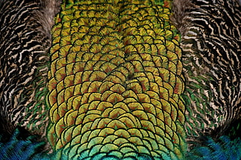 Close-up of vibrant peacock feathers with intricate patterns