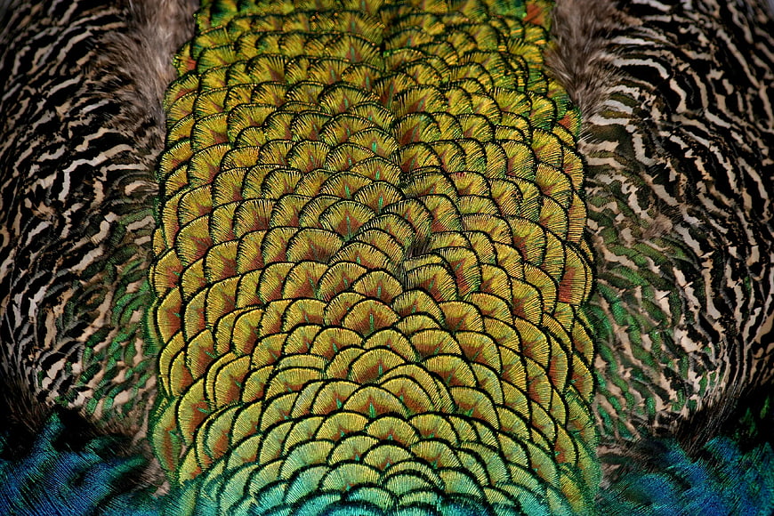 Close-up of vibrant peacock feathers with intricate patterns