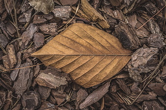 Dried brown leaf resting on wood chips and bark mulch