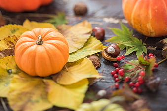 Autumn Harvest Still Life with Pumpkins, Leaves, and Berries