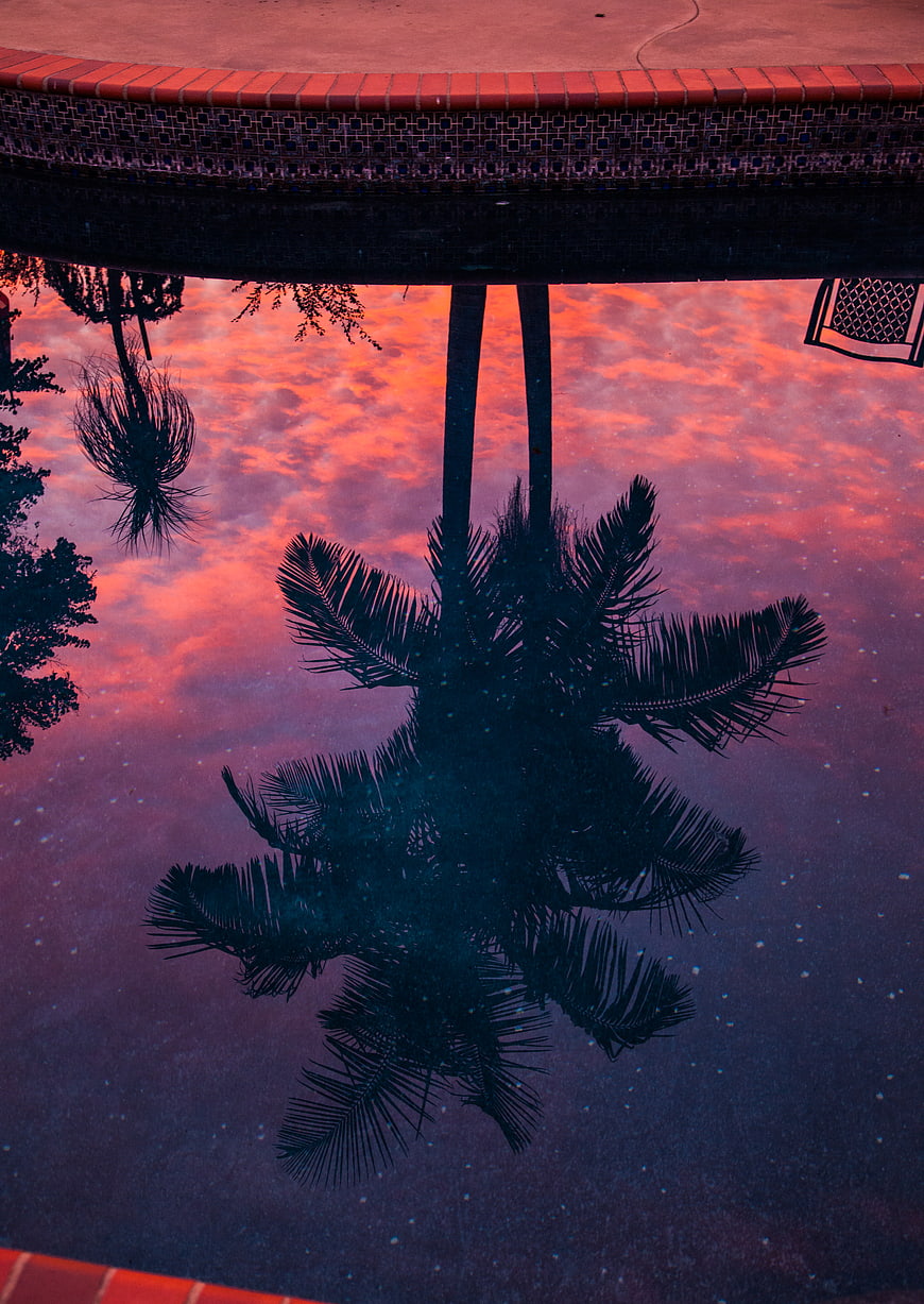 Upside down palm tree reflection in pool at sunset
