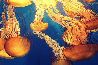Vibrant Orange Jellyfish Floating in Deep Blue Ocean Water
