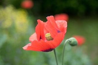 Vibrant Red Poppy Flower Close-Up in Green Field