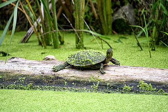 Turtle Basking on Log in Green Pond
