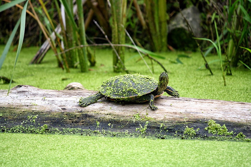 Turtle Basking on Log in Green Pond