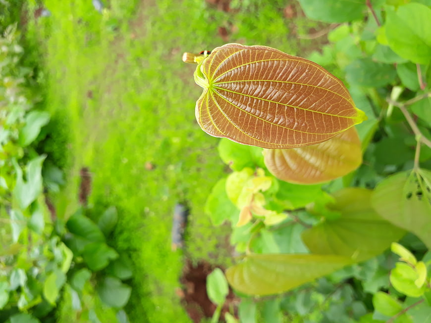 Close-up of brown leaf with green veins against blurred green background