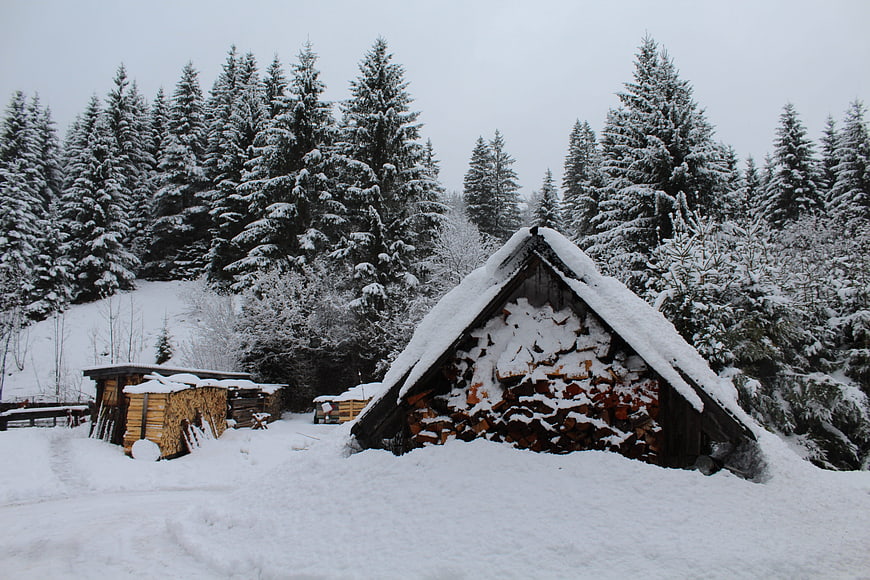 Snow-covered woodpile in winter forest landscape