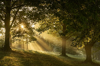 Sunbeams illuminating a misty forest glade with tall trees