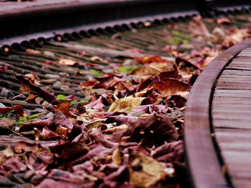Close-up of dried autumn leaves on a curved metal grate