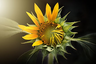 Close-up of a vibrant yellow sunflower bud with green sepals