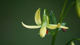 Close-up of a yellow Fritillaria flower with red stamen