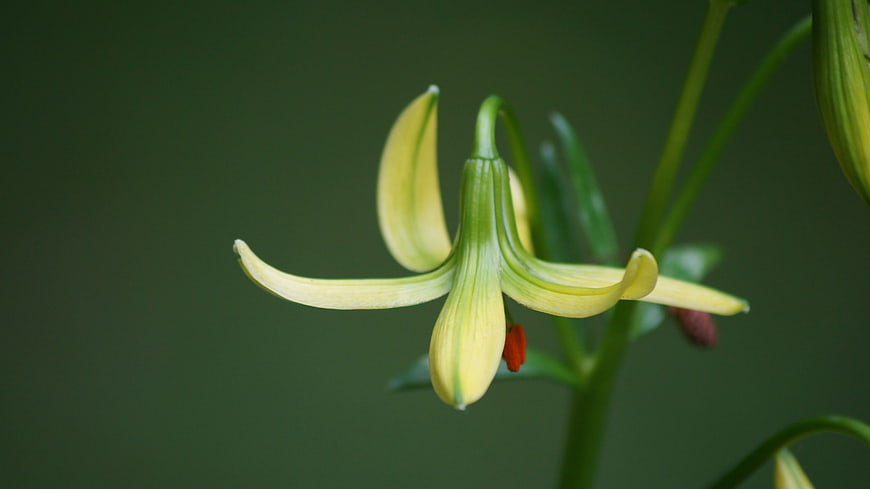 Close-up of a yellow Fritillaria flower with red stamen
