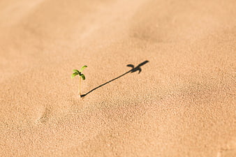 Small green sprout growing in sand with long shadow
