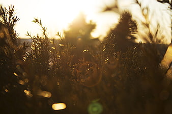 Golden sunlight filtering through pine needles with bokeh