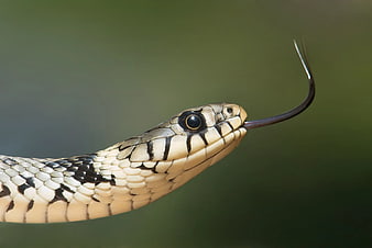 Close-up of Garter Snake Head with Tongue Out