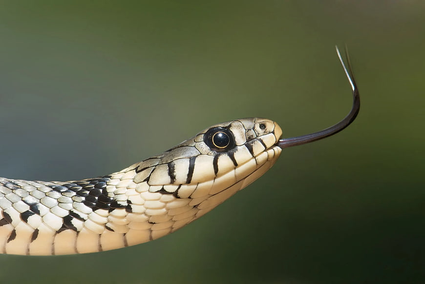 Close-up of Garter Snake Head with Tongue Out