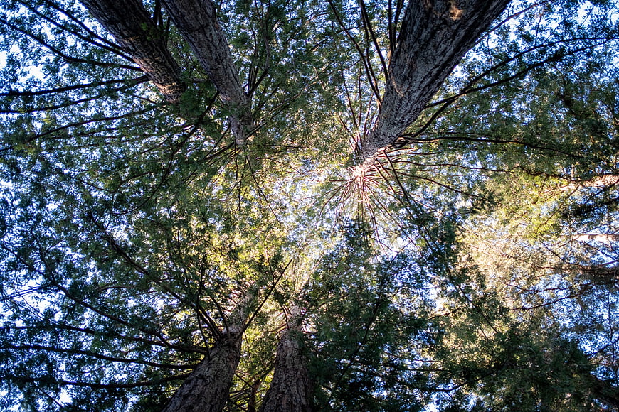 Low angle view of tall tree trunks reaching towards the sky