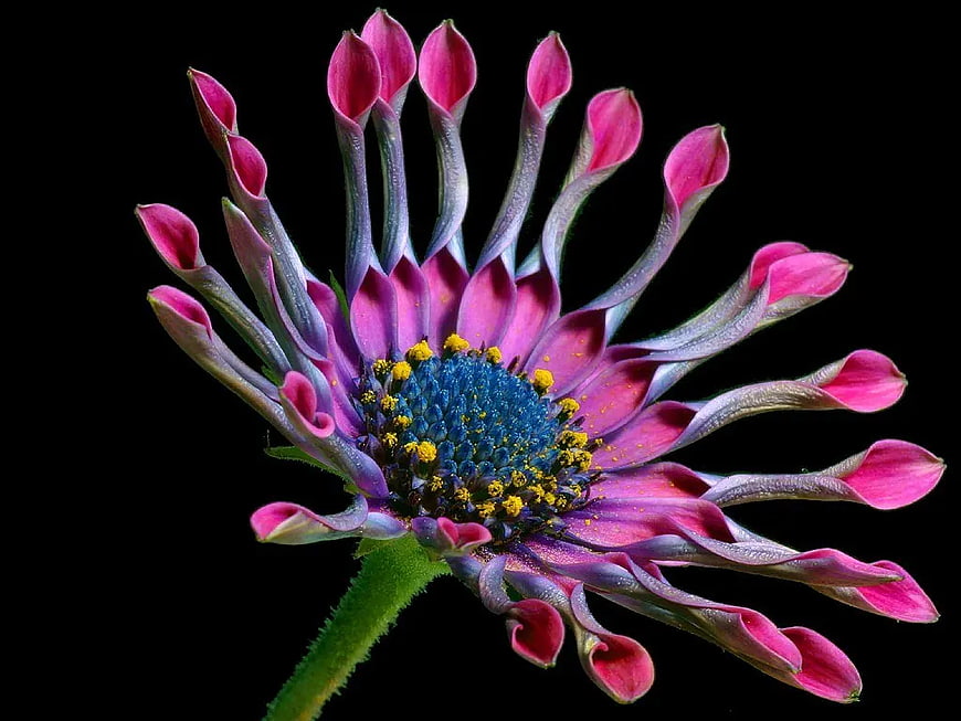 Macro Pink Zinnia Flower on Black Background